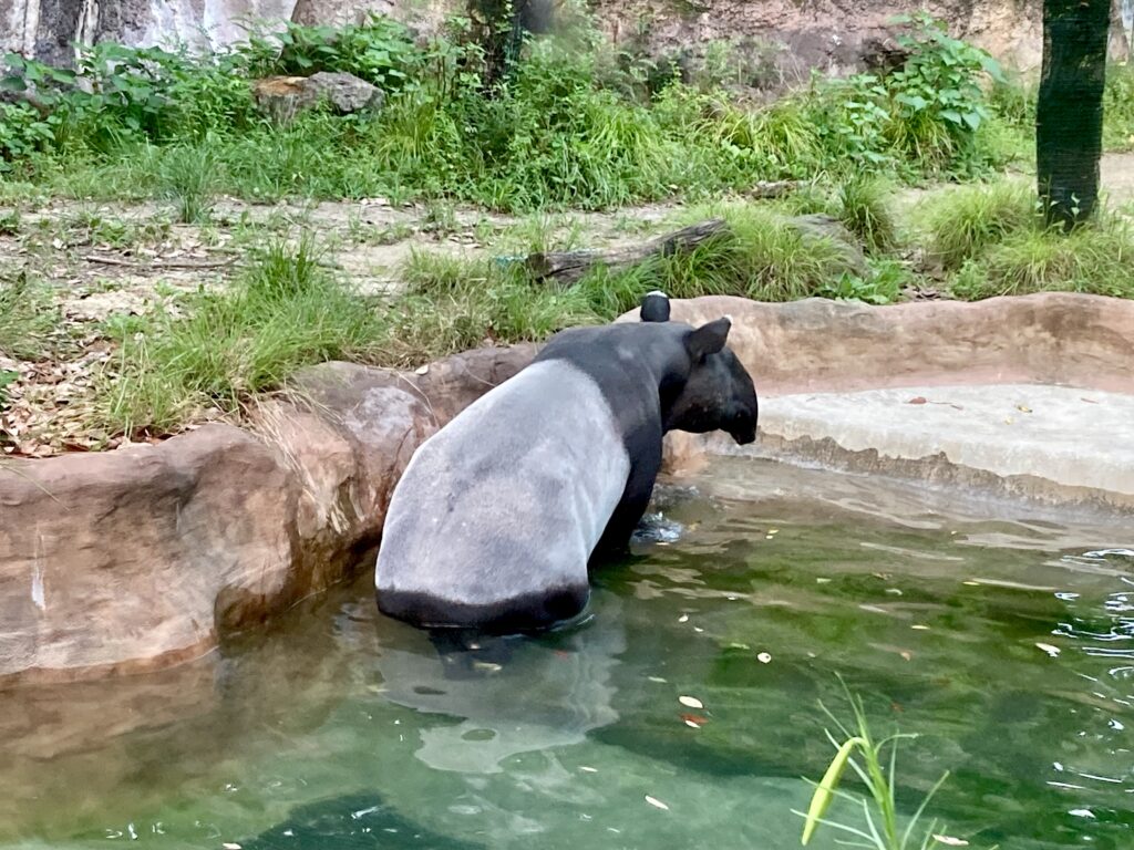 マレーバクの行水