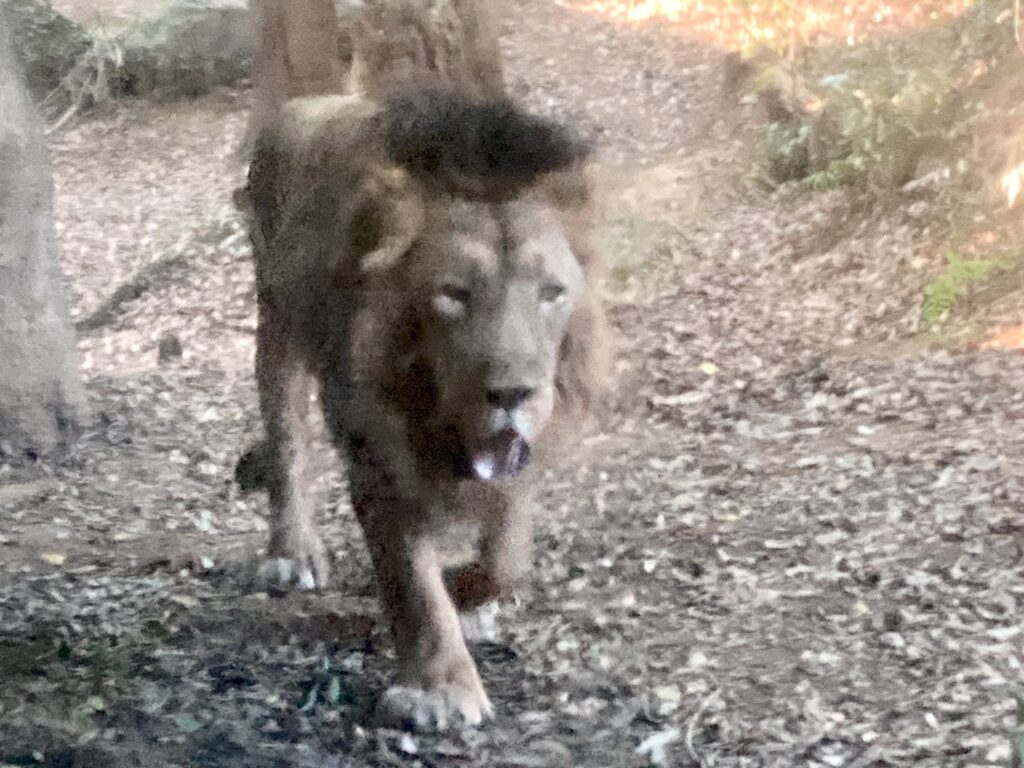 インドライオン