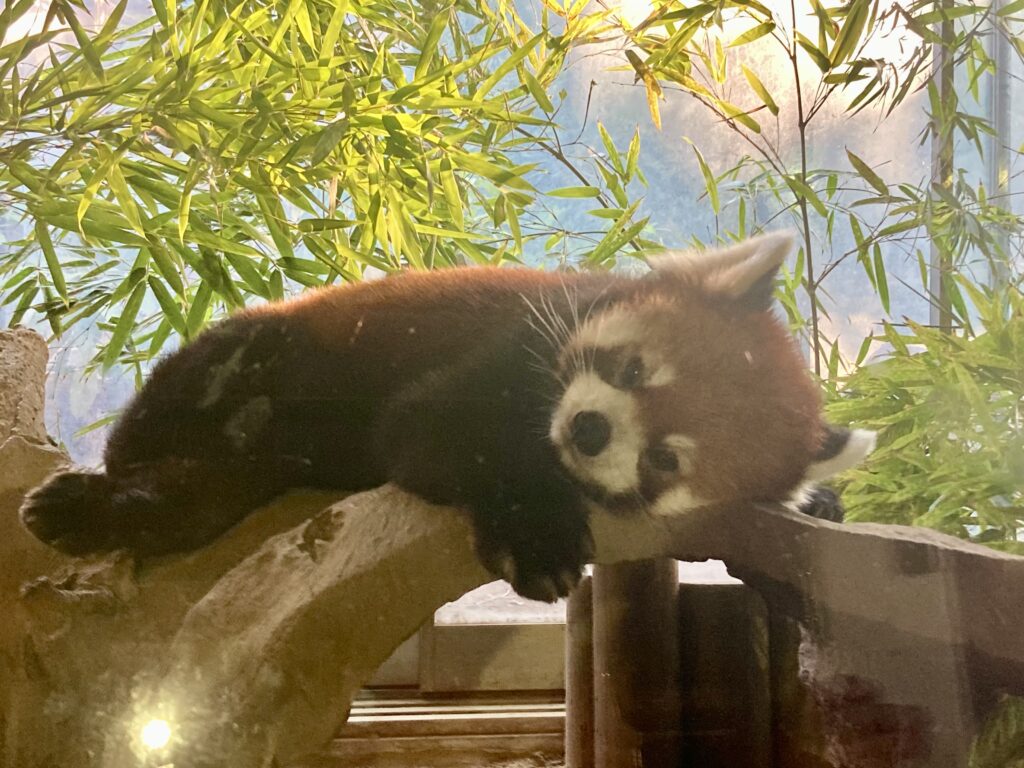 おねむのレッサーパンダちゃん