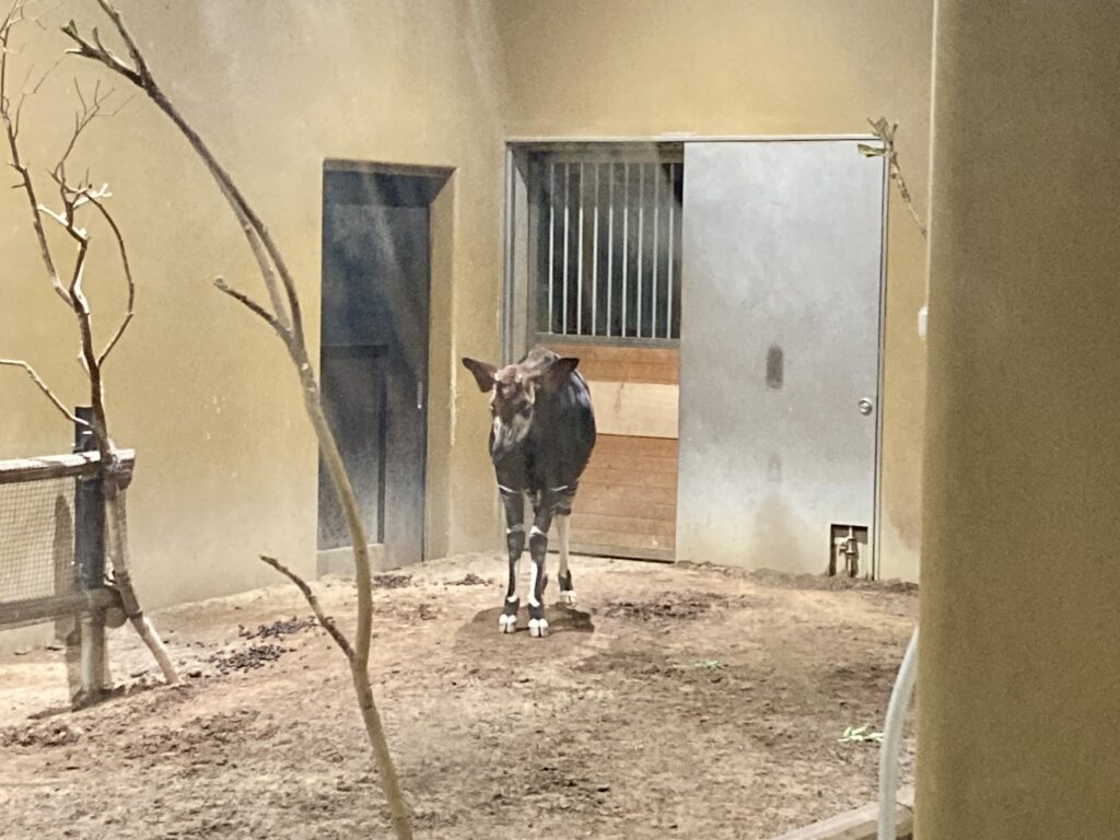佇むオカピ