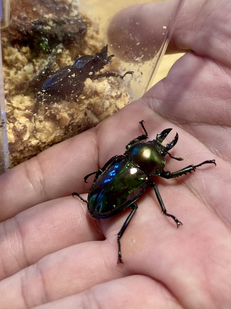 ニジイロクワガタ