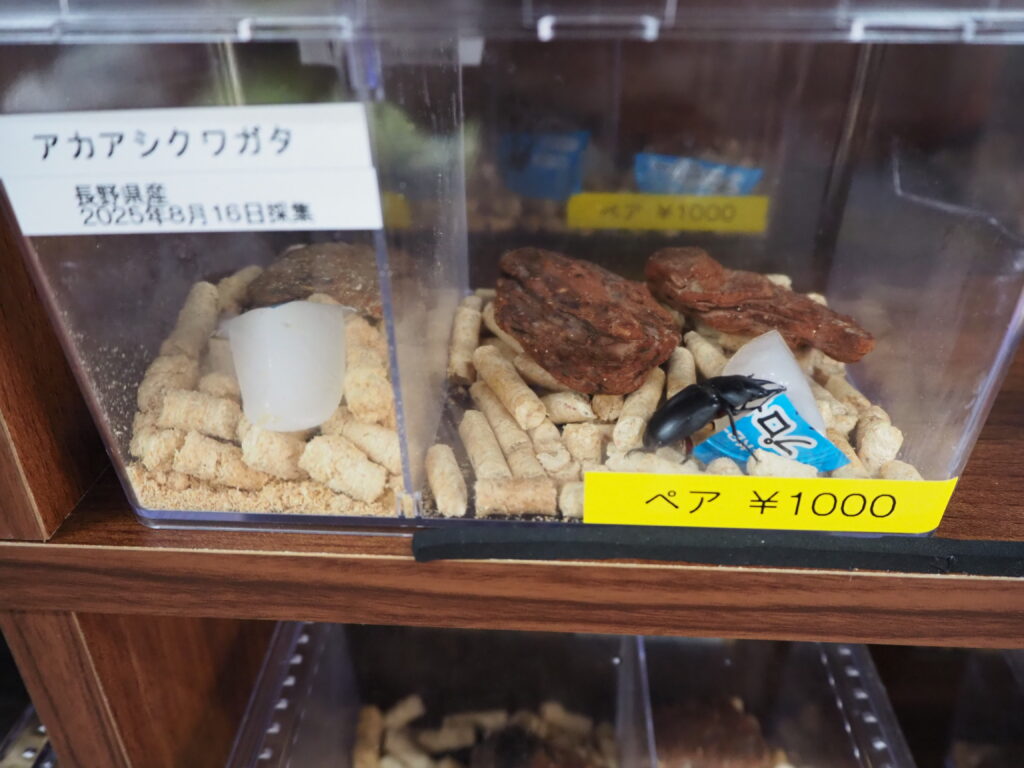 アカアシクワガタ