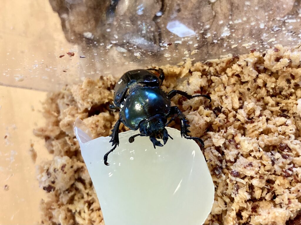 ゼリーを食べるニジイロクワガタ
