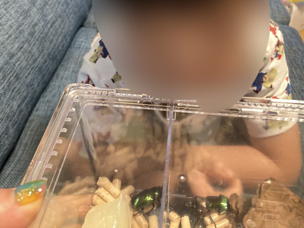 ニジイロクワガタを可愛がる息子