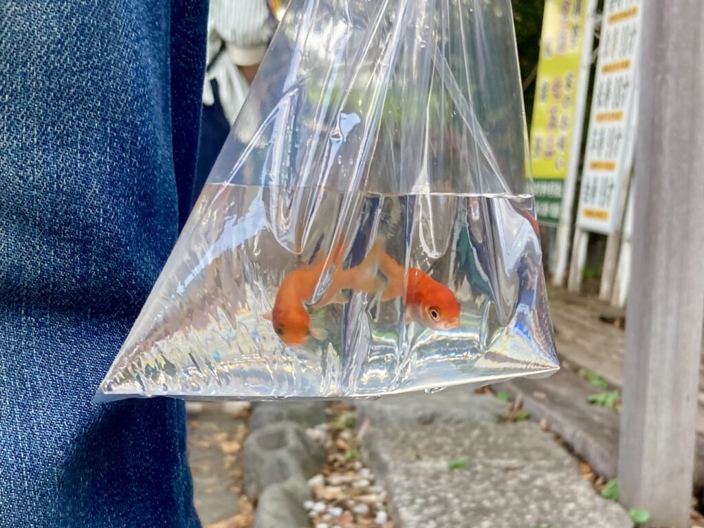 二俣川のお祭り（本村神社の例大祭）ですくった金魚