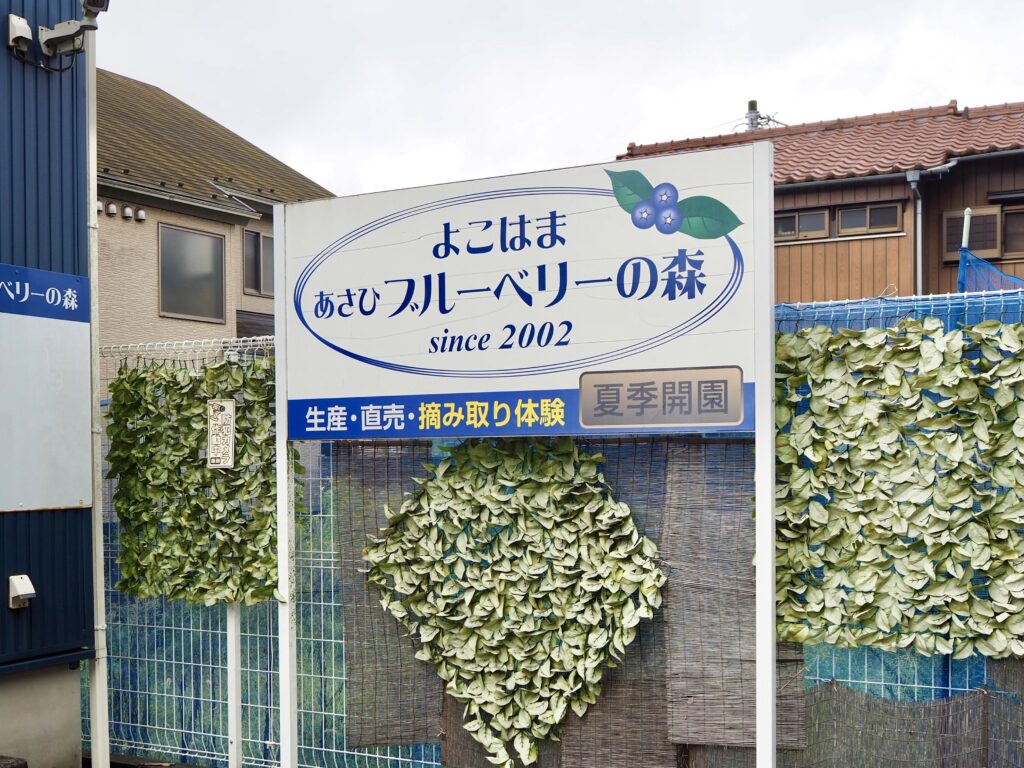 横浜市でブルーベリー狩り