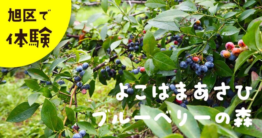旭区で農業体験　ブルーベリー