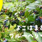 旭区で農業体験　ブルーベリー