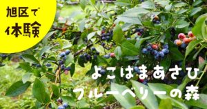 旭区で農業体験 ブルーベリー