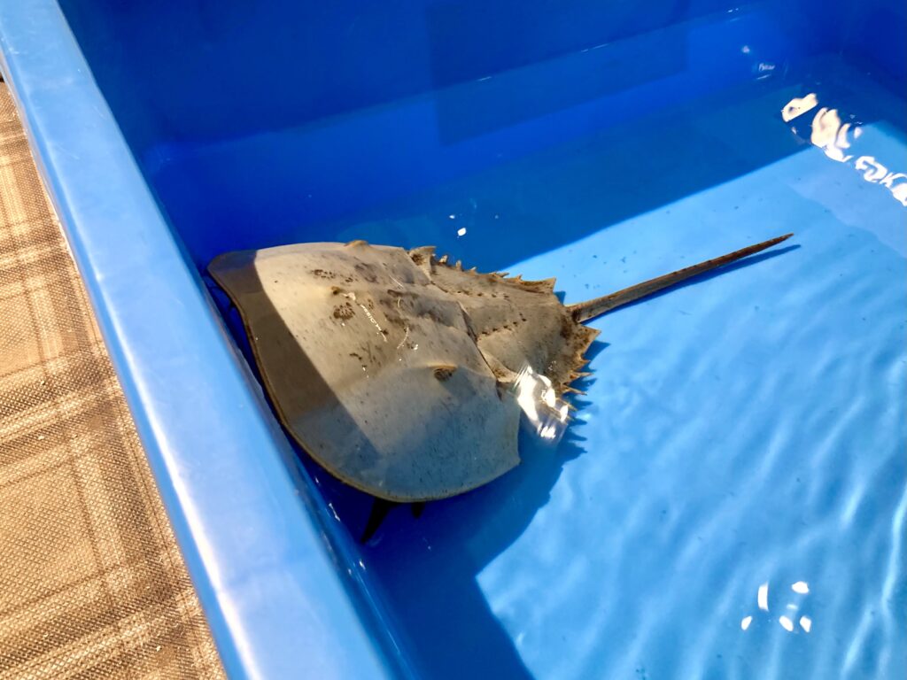 カブトガニの写真