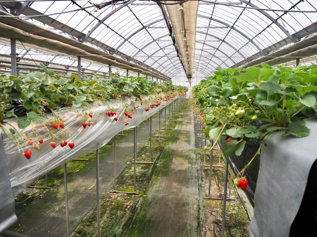 横浜市旭区(鶴ヶ峰駅)にある二宮いちご園の雰囲気