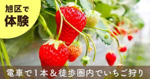 横浜市旭区の二宮いちご園でいちご狩りを体験。電車で1本＆駅から徒歩圏内のいちご農園