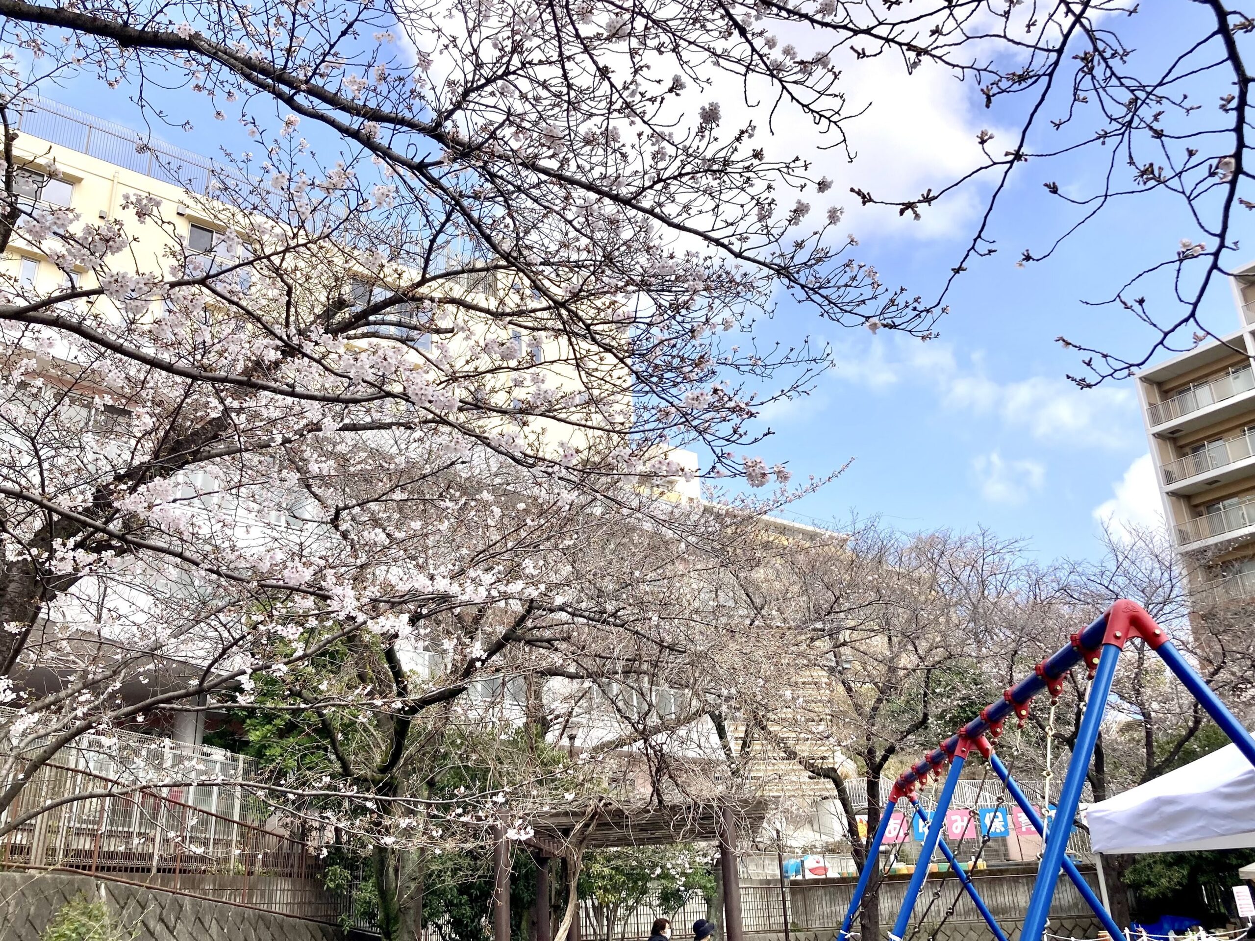 旭区鶴ヶ峰にある鶴ヶ峰公園の桜の風景（穴場のお花見スポット）