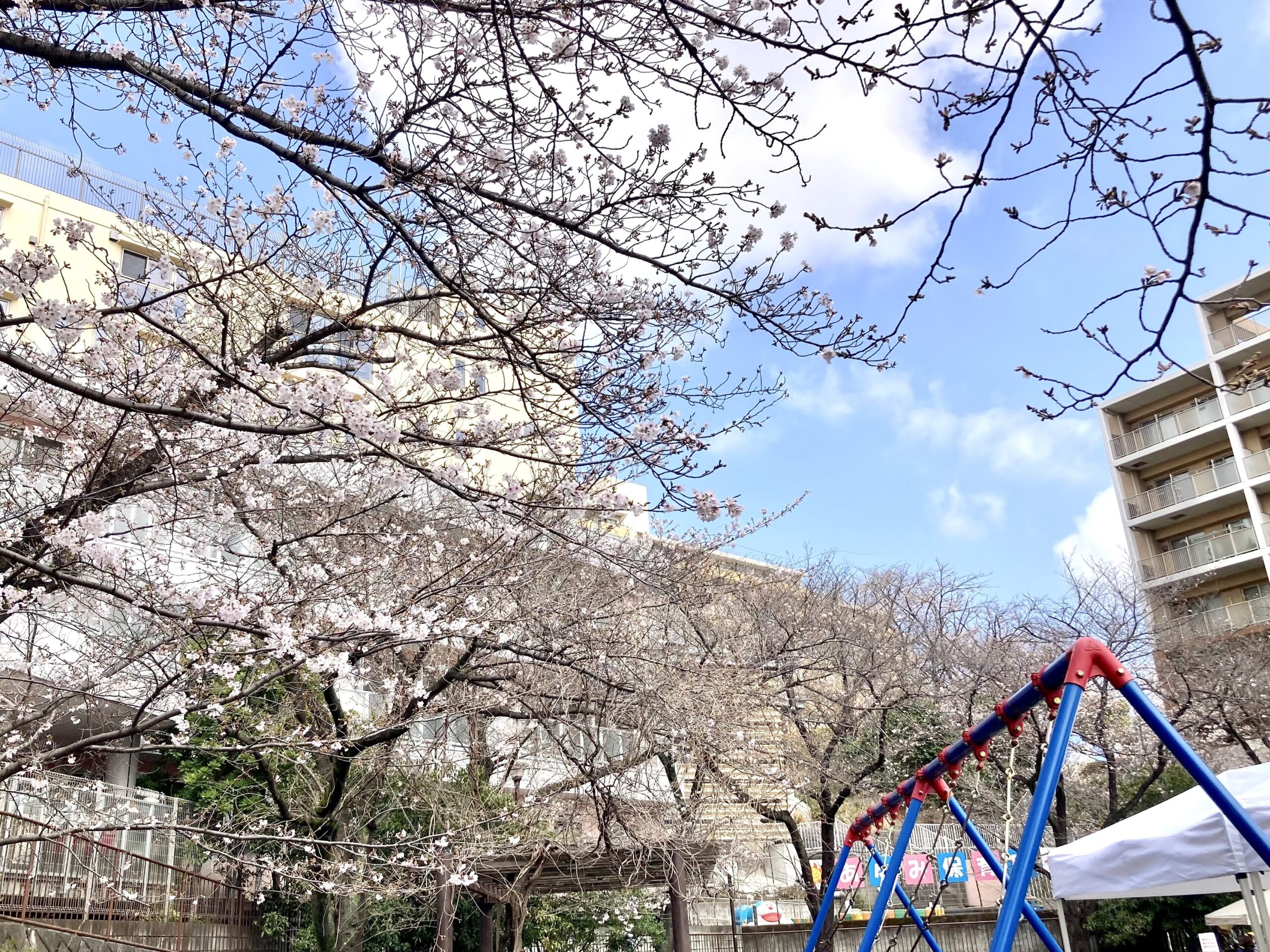 旭区鶴ヶ峰にある鶴ヶ峰公園の桜の風景(穴場のお花見スポット)