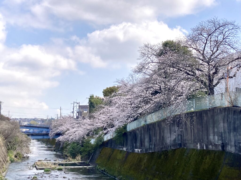 鶴ヶ峰の川沿いの写真風景