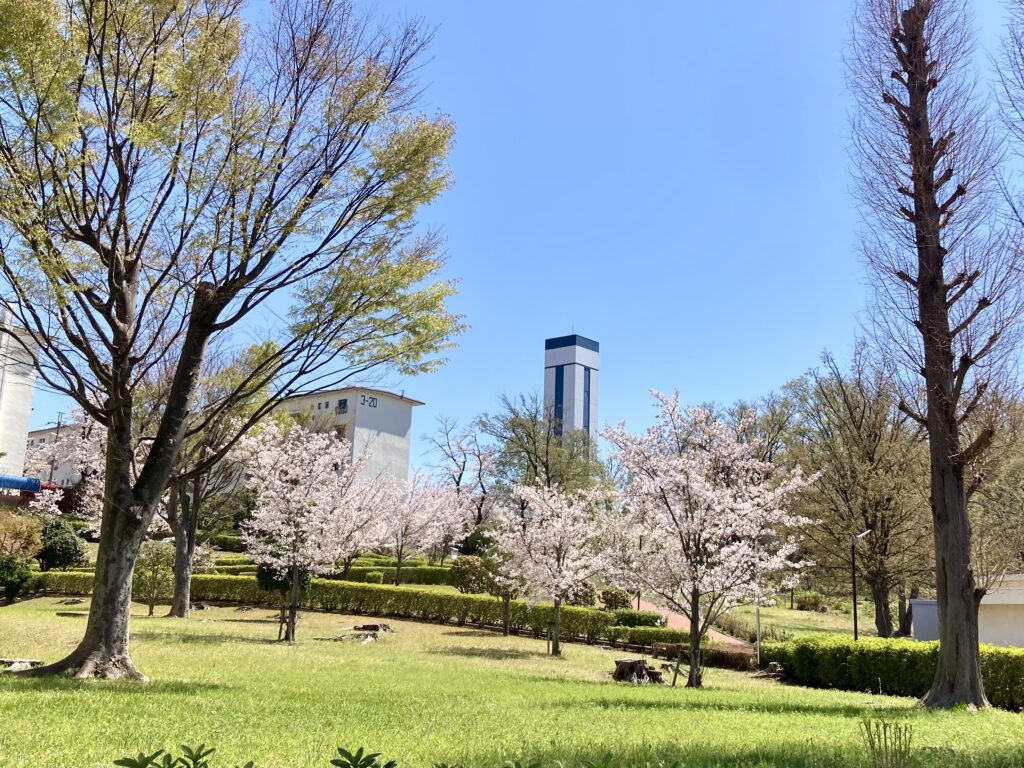 左近山団地の桜の風景(旭区の穴場お花見スポット)
