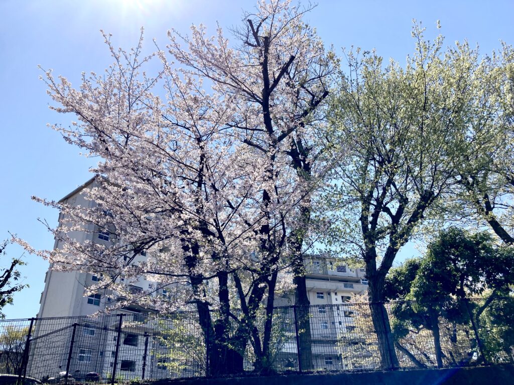 左近山団地の桜の風景(旭区の穴場お花見スポット)
