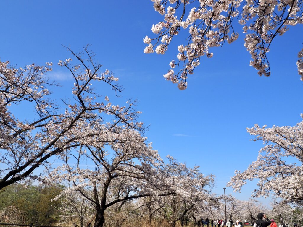 こども自然公園の桜山で満開の桜が広がるお花見風景(横浜市旭区の穴場スポット)