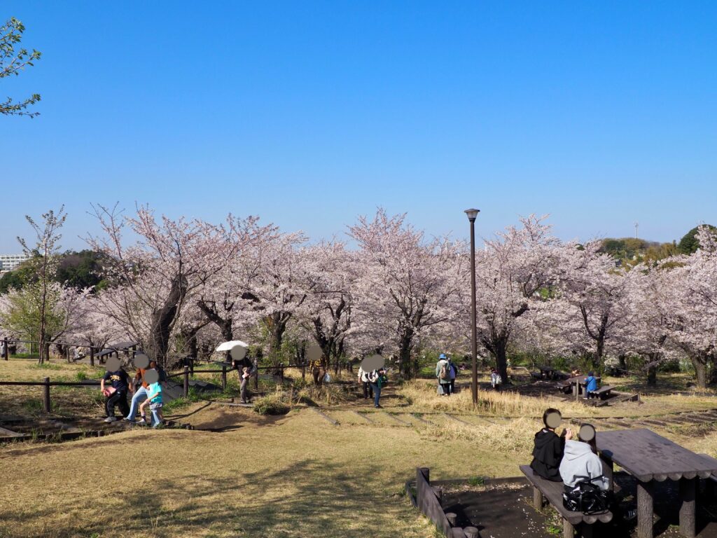 こども自然公園(大池公園)の桜山の写真