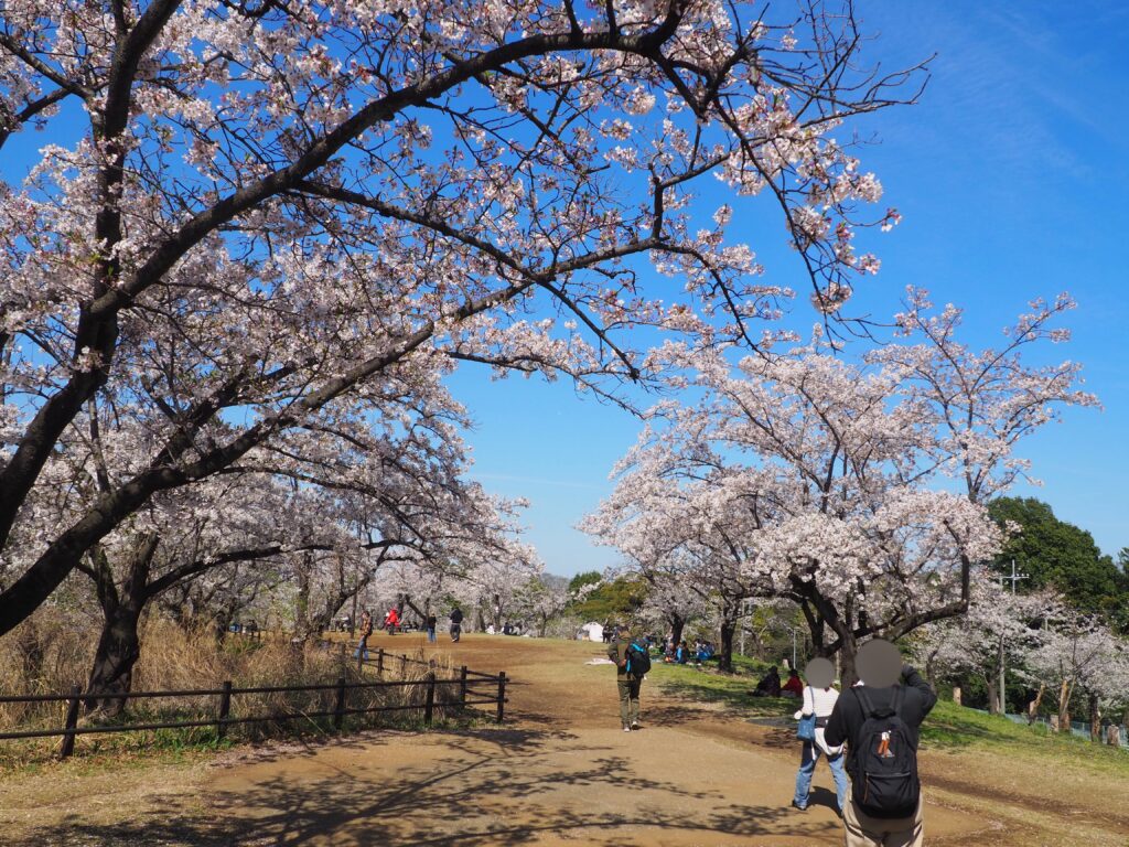 こども自然公園の桜山で満開の桜が広がるお花見風景(横浜市旭区の穴場スポット)