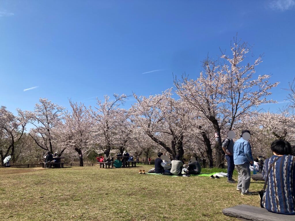 こども自然公園の桜山で満開の桜が広がるお花見風景(横浜市旭区の穴場スポット)