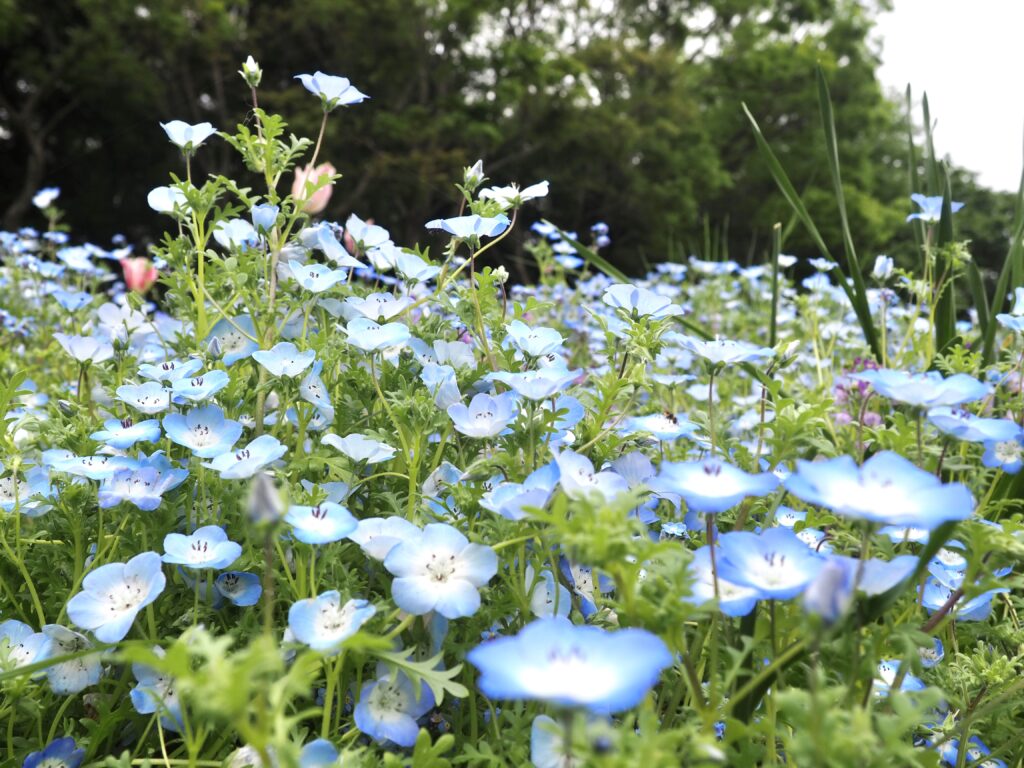 里山ガーデン（旭区にある無料のお出かけスポット）の花畑の写真