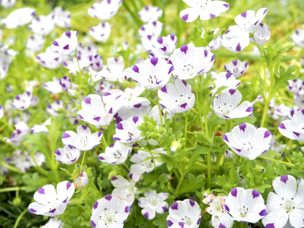 里山ガーデン（旭区にある無料のお出かけスポット）の花畑の写真