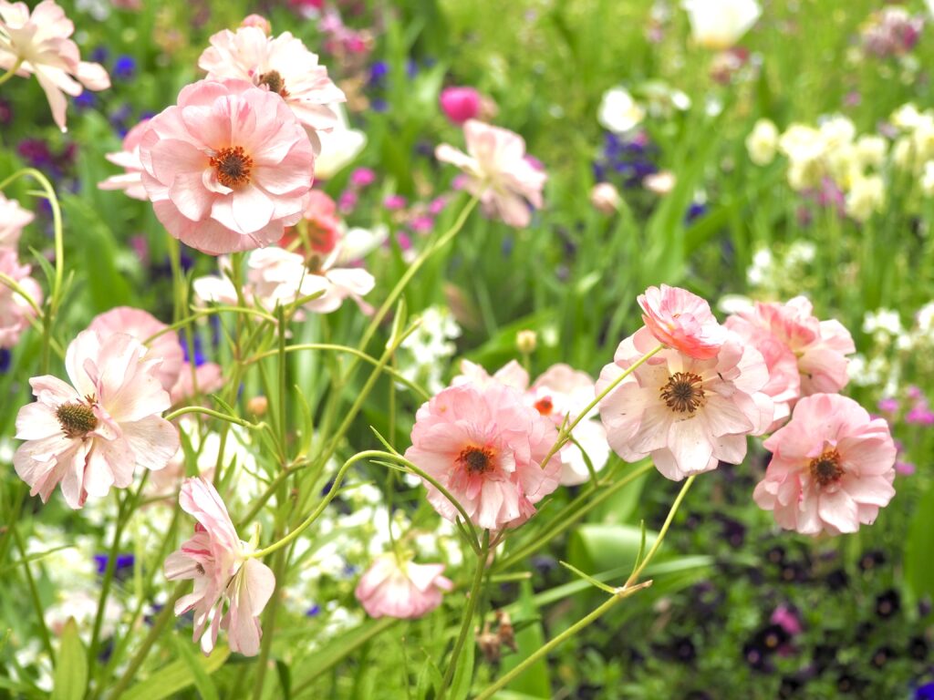 里山ガーデン（旭区にある無料のお出かけスポット）の花畑の写真