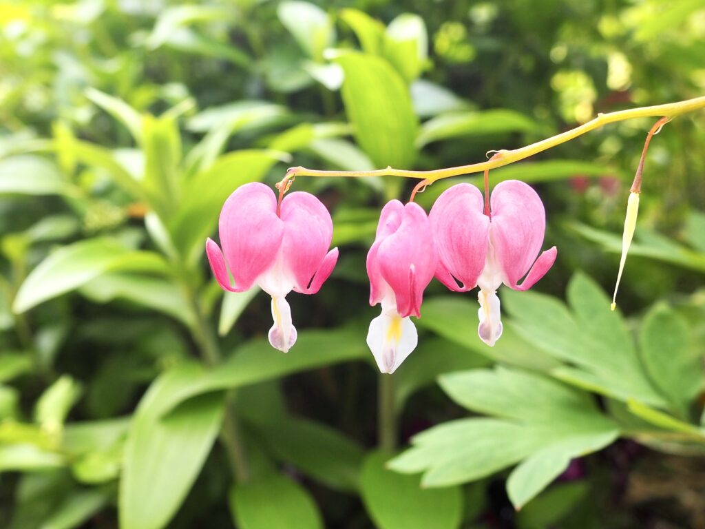 里山ガーデン（旭区にある無料のお出かけスポット）のタイツリソウの写真