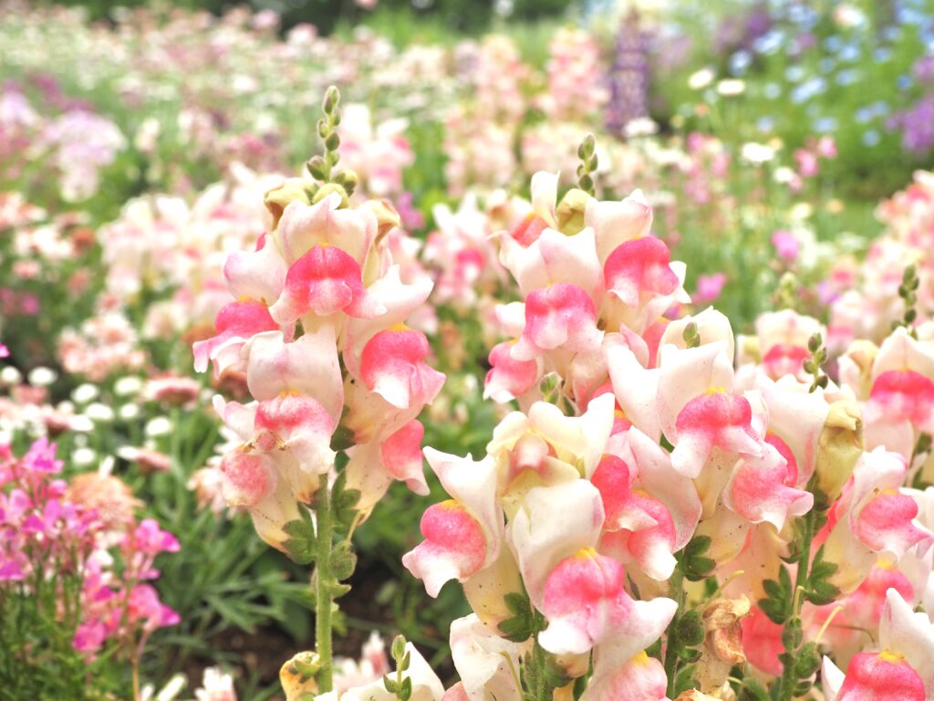 里山ガーデン（旭区にある無料のお出かけスポット）の花畑の写真