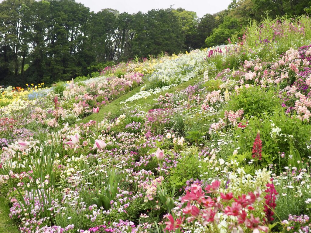 里山ガーデン（旭区にある無料のお出かけスポット）の花畑の写真