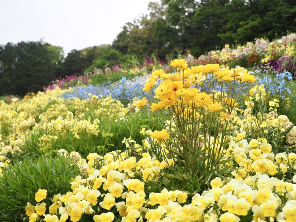 里山ガーデン（旭区にある無料のお出かけスポット）の花畑の写真