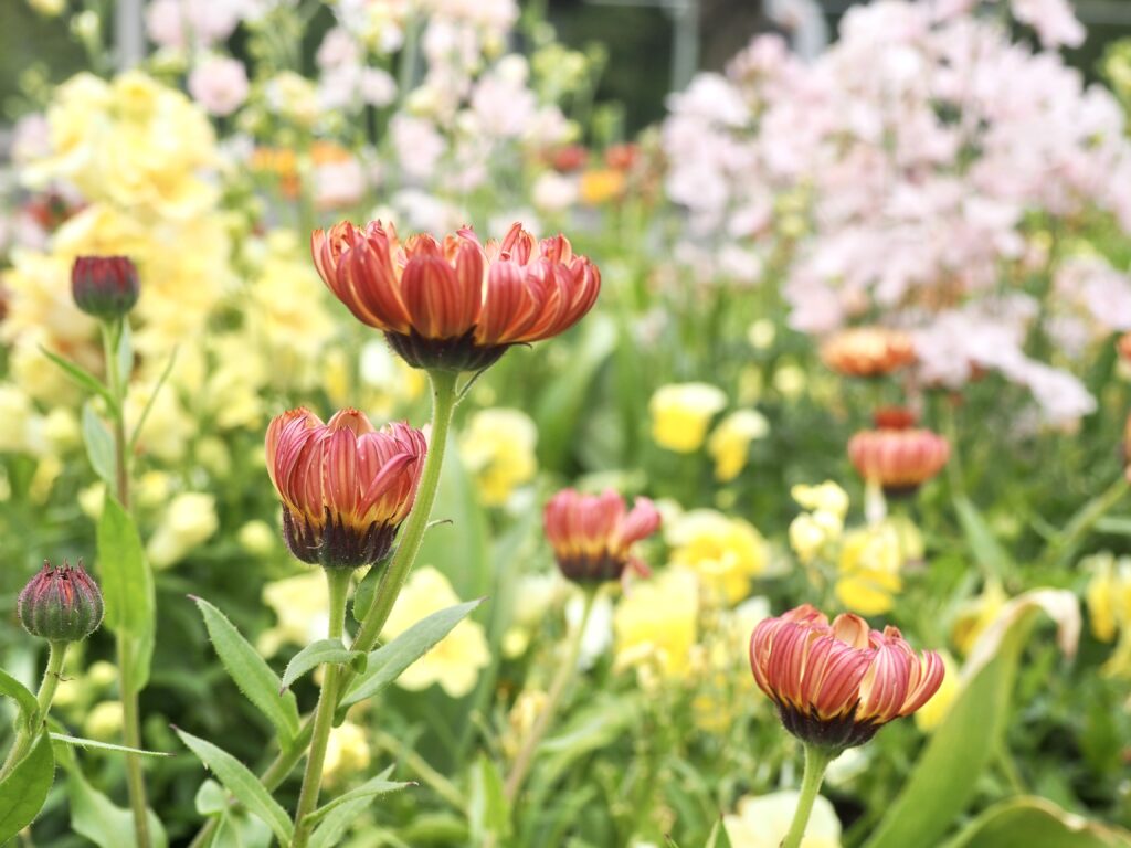 里山ガーデン（旭区にある無料のお出かけスポット）の花畑の写真