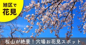 こども自然公園の桜山で満開の桜が広がるお花見風景（横浜市旭区の穴場スポット）