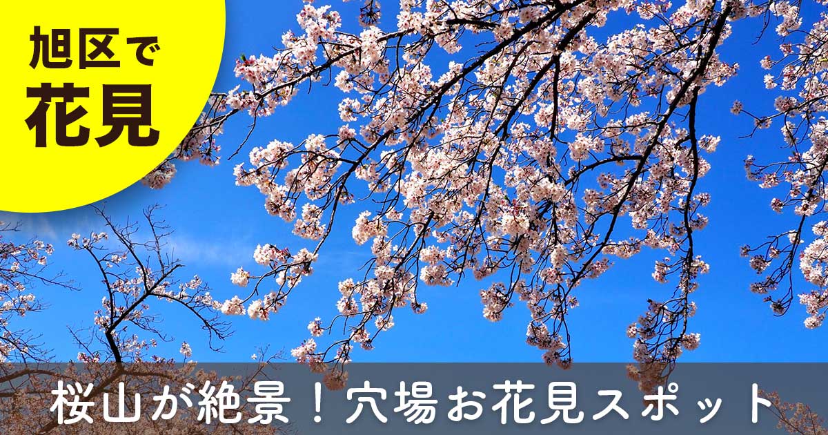 こども自然公園の桜山で満開の桜が広がるお花見風景(横浜市旭区の穴場スポット)