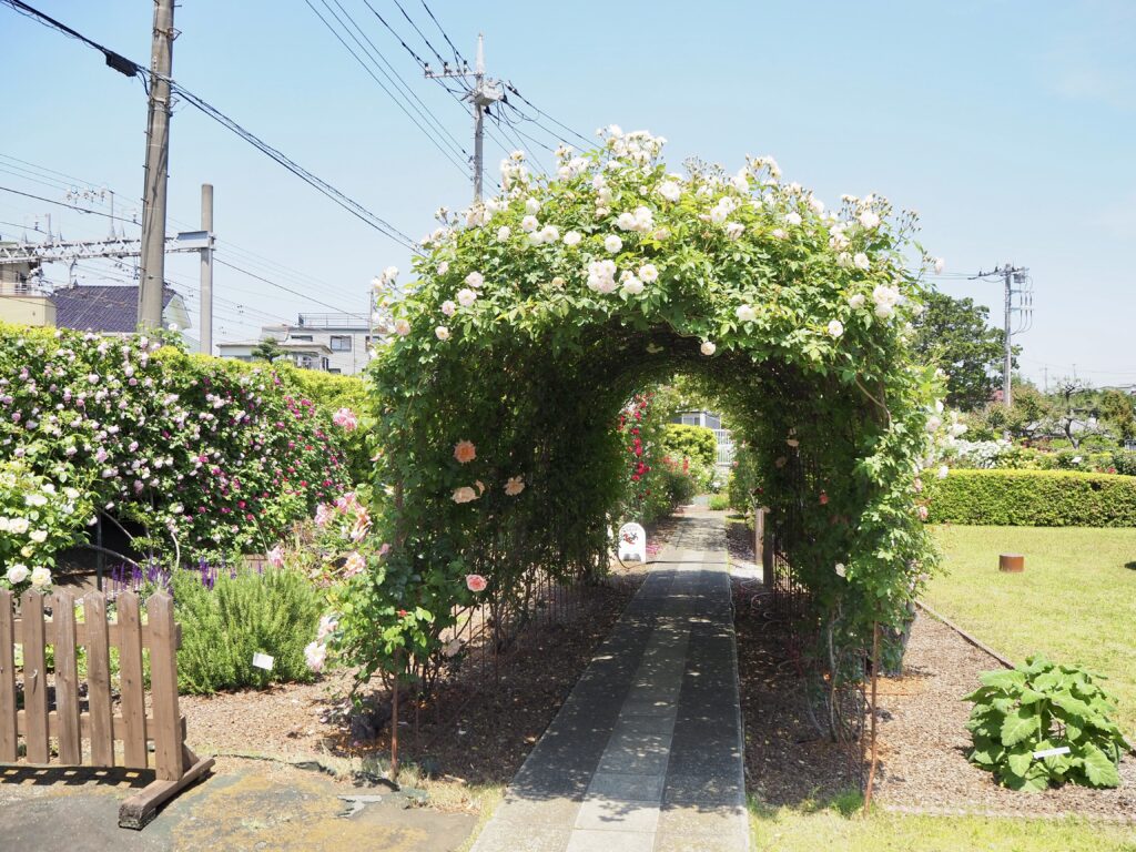 タカナシ乳業のバラ園のトンネル｜横浜市旭区の一般公開スポット