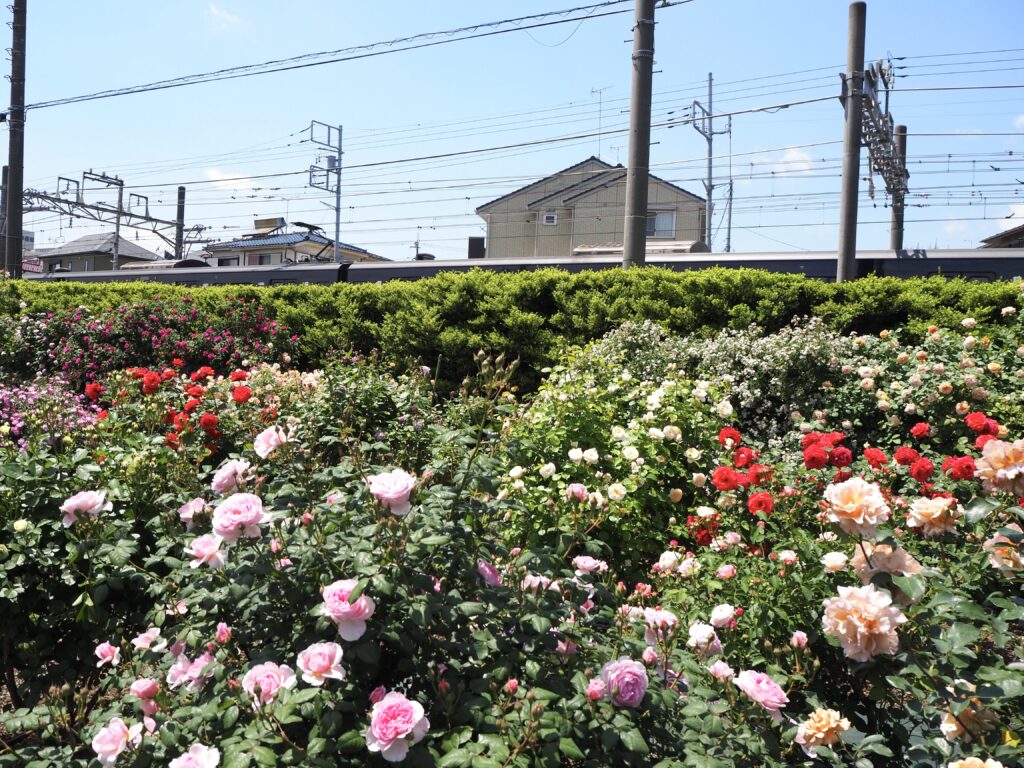 タカナシ乳業 横浜工場のバラ園｜無料開放された園内に咲くバラの様子