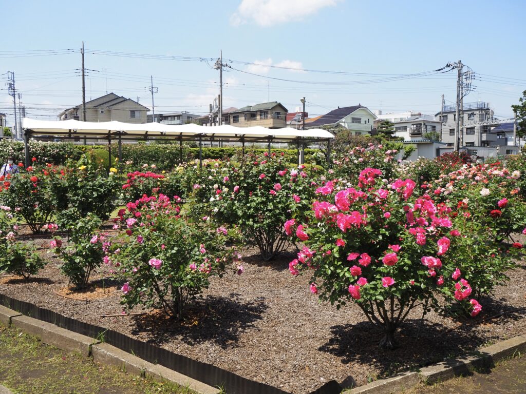 タカナシ乳業 横浜工場のバラ園｜無料開放された園内に咲くバラの様子