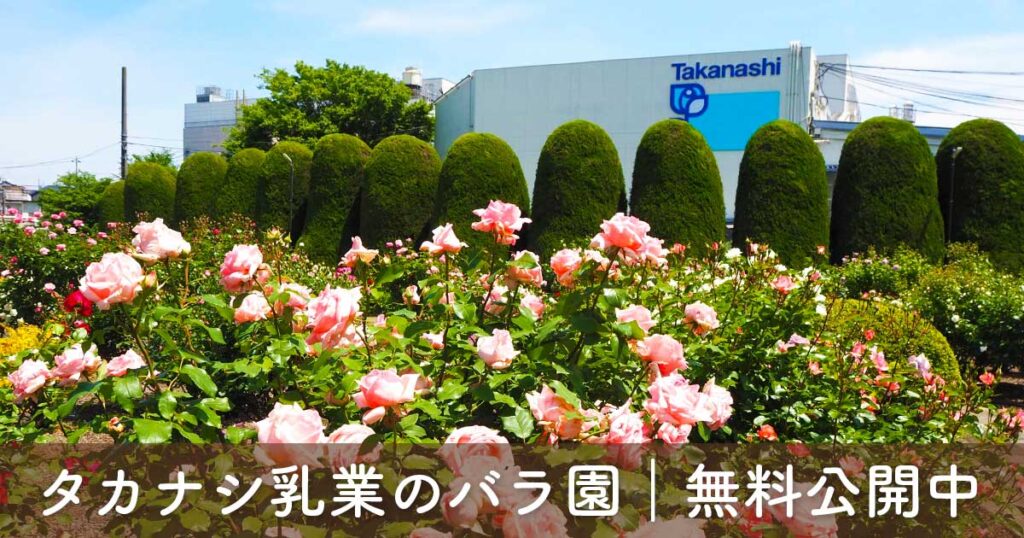 タカナシ乳業 横浜工場のバラ園の様子｜一般公開で見られる色とりどりのバラ