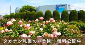 タカナシ乳業 横浜工場のバラ園の様子｜一般公開で見られる色とりどりのバラ