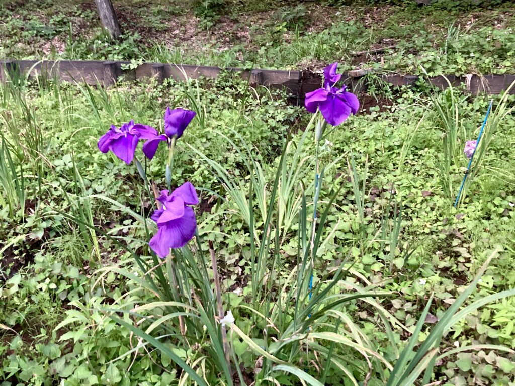 四季の森公園の花しょうぶ園で咲く花しょうぶ