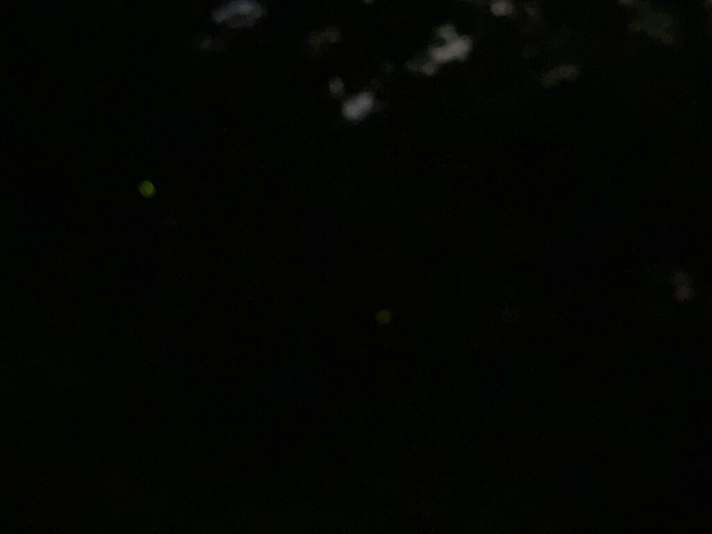 四季の森公園で飛ぶホタルの光跡