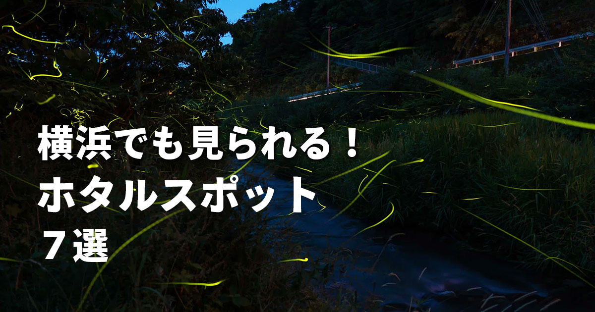 横浜市内でホタルが見られるスポットを紹介する記事のサムネイル。夜の川辺にホタルの光跡が飛び交う様子と「横浜でも見られる！ホタルスポットまとめ」の文字。