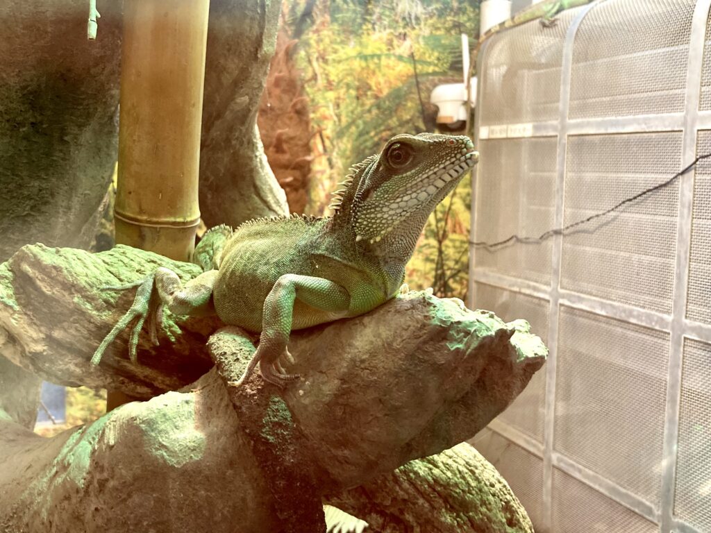 野毛山動物園の爬虫類館にいたインドシナウォータードラゴン
