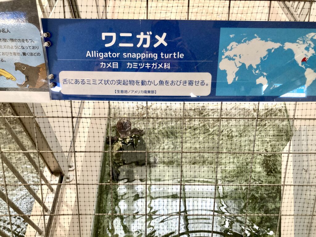 野毛山動物園の爬虫類館にいたワニガメ