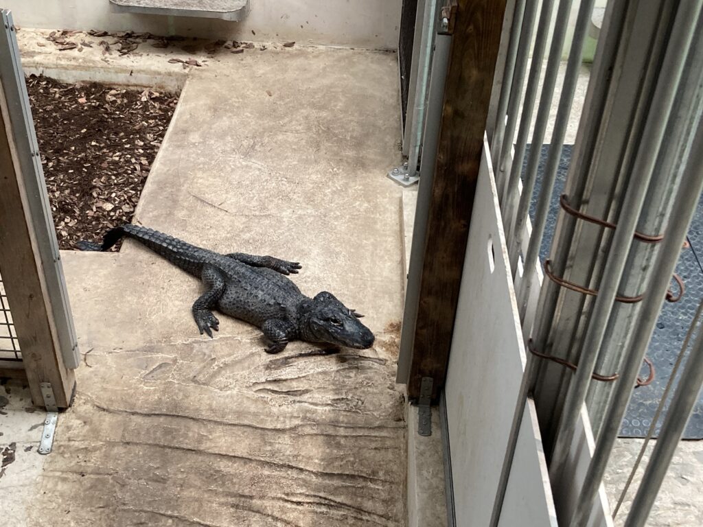 野毛山動物園の爬虫類館にいたワニ