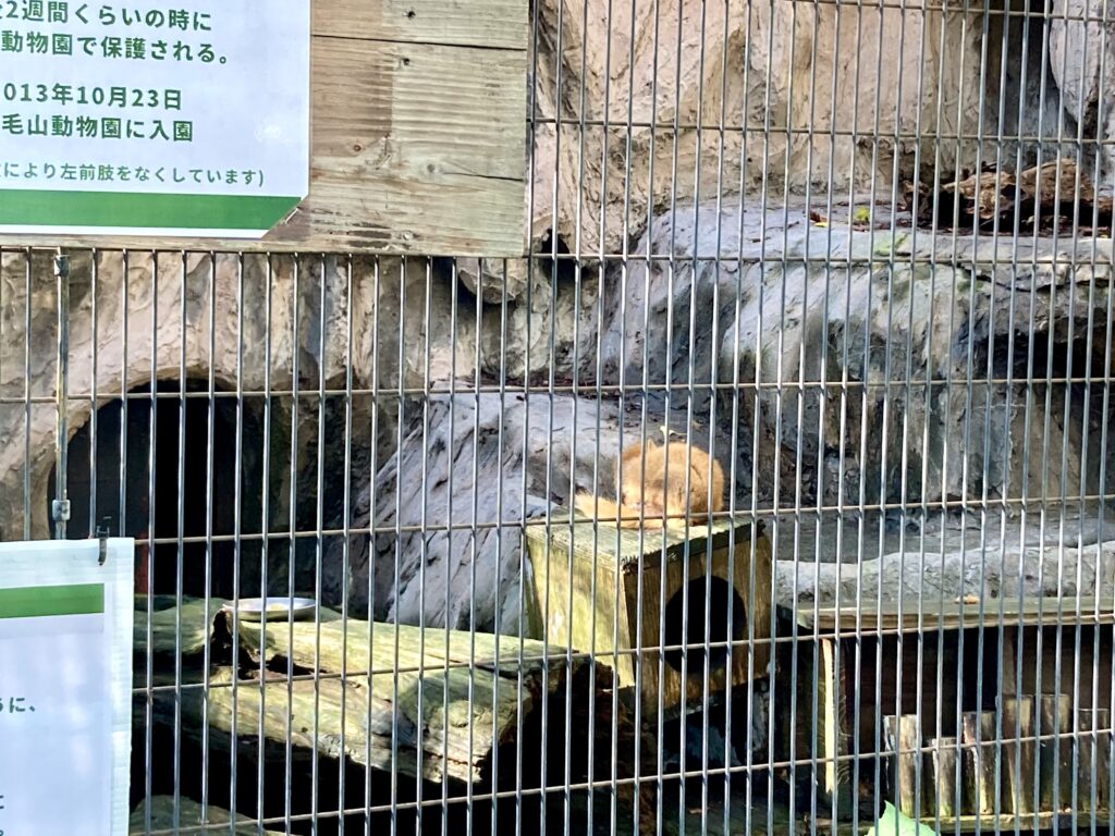 野毛山動物園のホンドテン