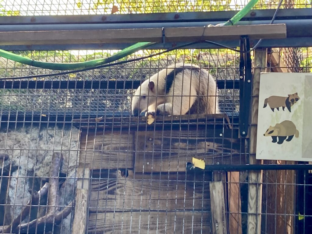 野毛山動物園のミナミコアリクイ