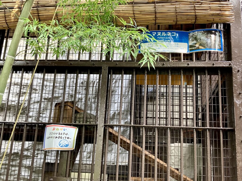 野毛山動物園のマヌルネコ