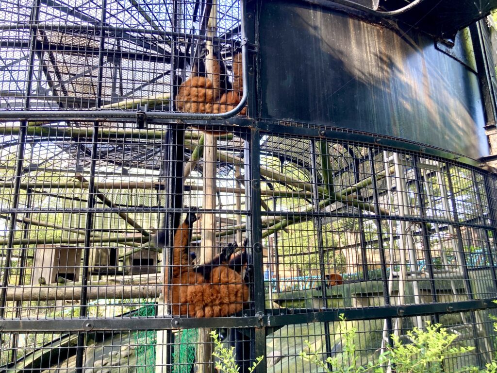 野毛山動物園のアカエリマキキツネザル